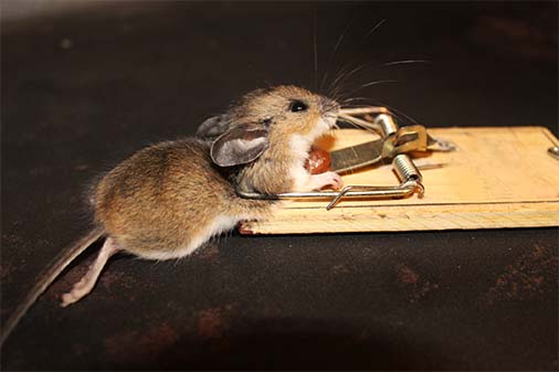 Mice Removal